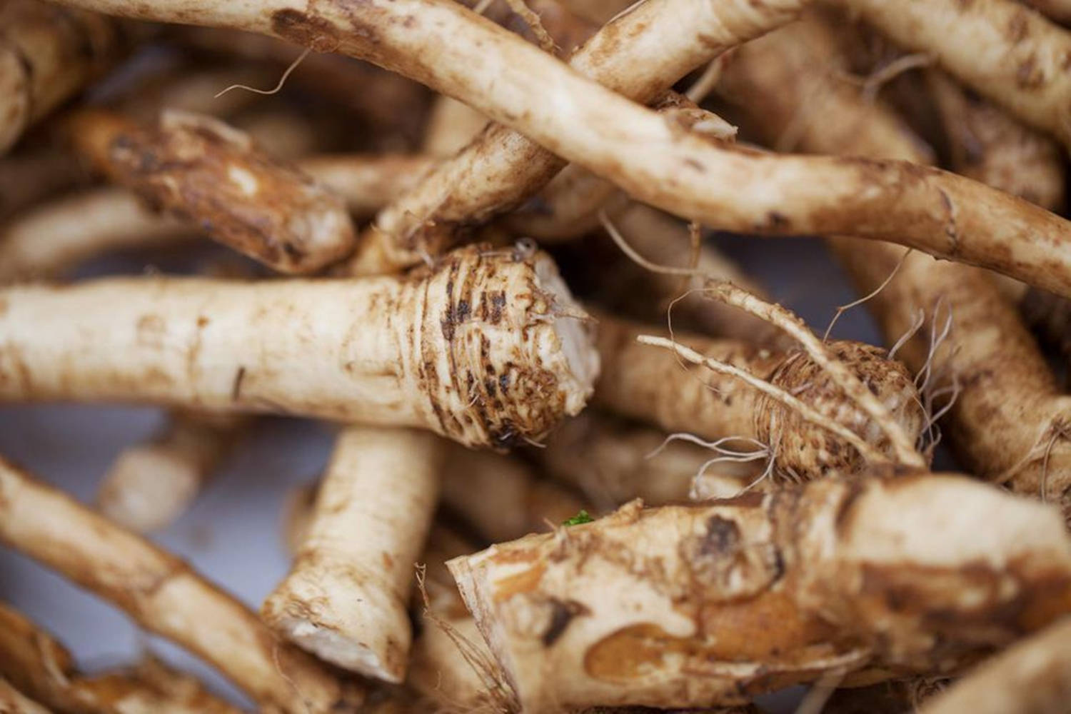 Horseradish, tiny root hairs, pale brown, HD Desktop Wallpaper