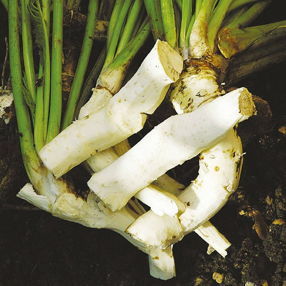horseradish, garden soil, white turnips, SD Desktop Wallpaper