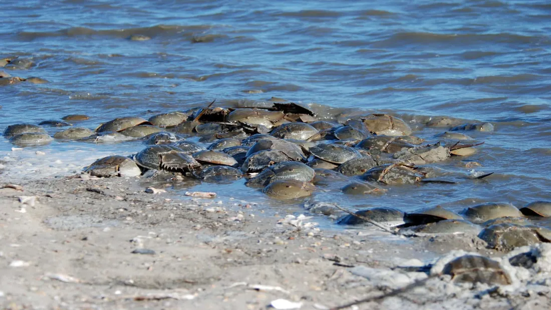 Horseshoe Crab