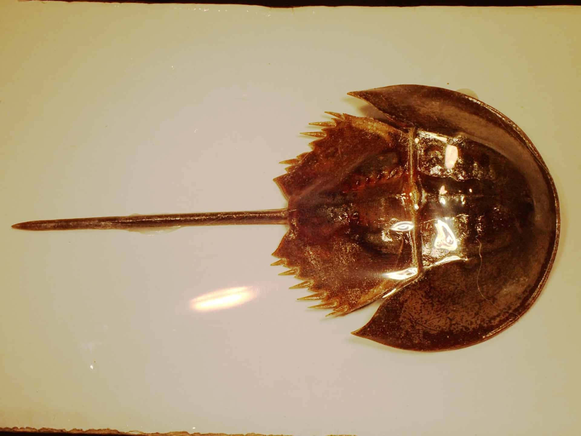 horseshoe crab, armored shell, plain surface, Full HD Desktop Wallpaper