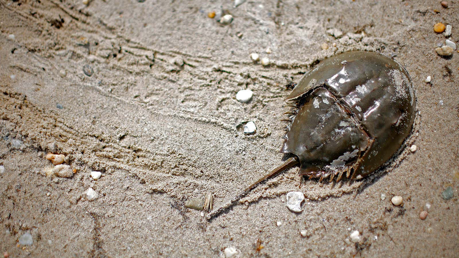 horseshoe crab, wet sandy beach, pebbles, HD Desktop Wallpaper