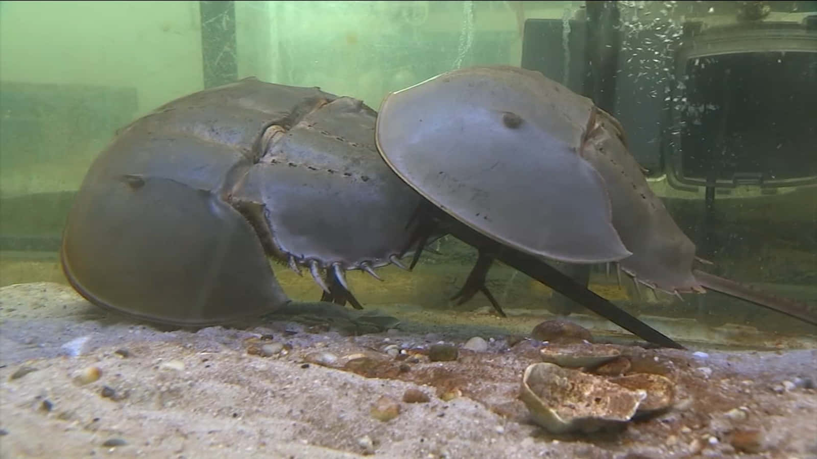 horseshoe crab, sandy bottom, murky green aquarium water, HD Desktop Wallpaper