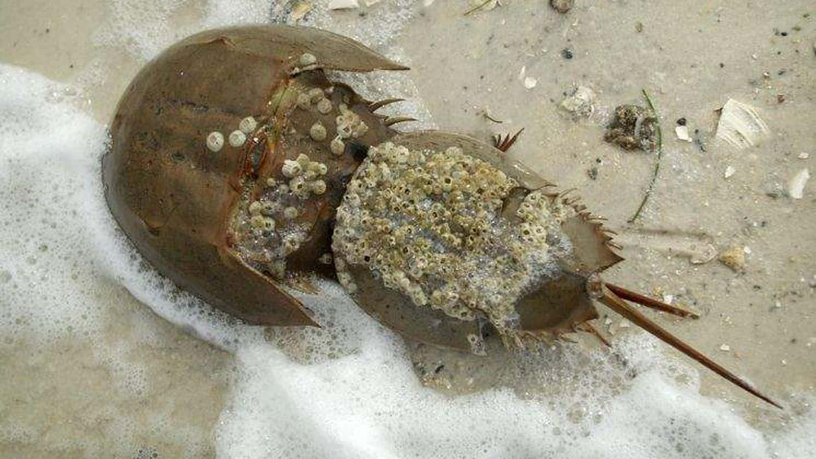 horseshoe crab, sandy beach, foamy surf, HD Desktop Wallpaper