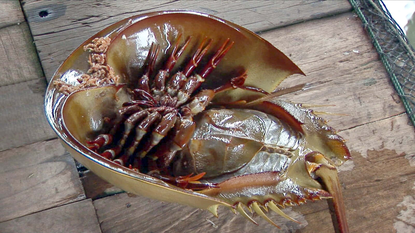 horseshoe crab, sandy shore, weathered wooden planks, HD Desktop Wallpaper