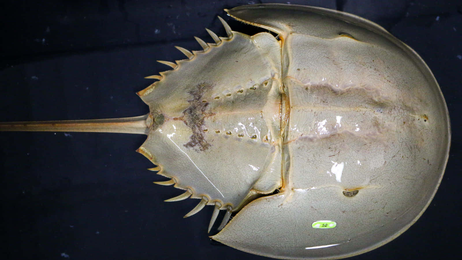 horseshoe crab, dorsal view, armored shell, HD Desktop Wallpaper