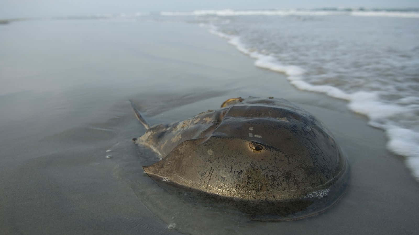 horseshoe crab, shoreline, wet sand, HD Desktop Wallpaper