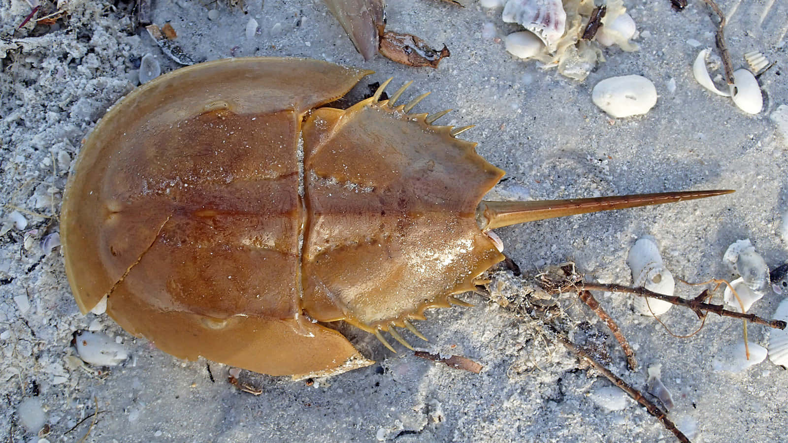 horseshoe crab, sandy beach, sunlit, HD Desktop Wallpaper