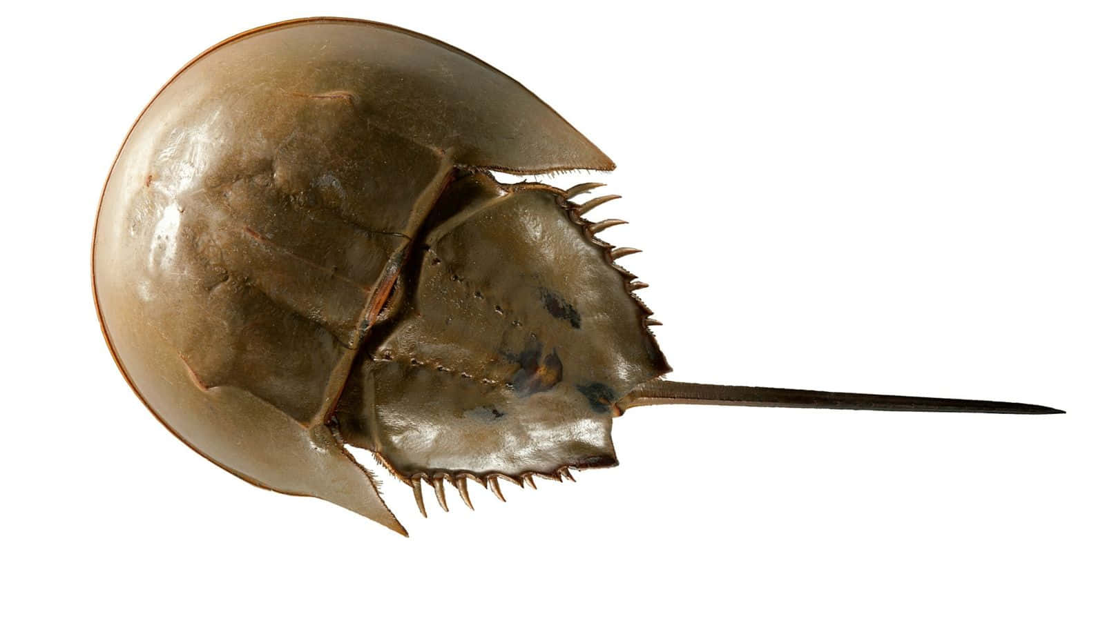 horseshoe crab, rugged brown carapace, spiky tail, HD Desktop Wallpaper
