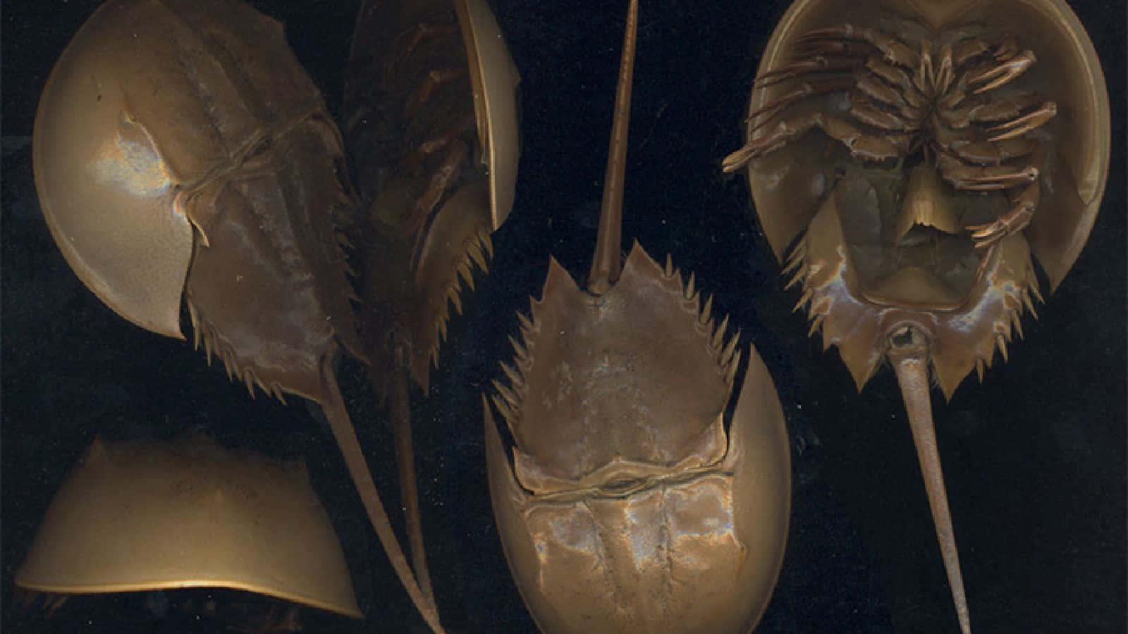 horseshoe crab, spiny shells, long tails, HD Desktop Wallpaper