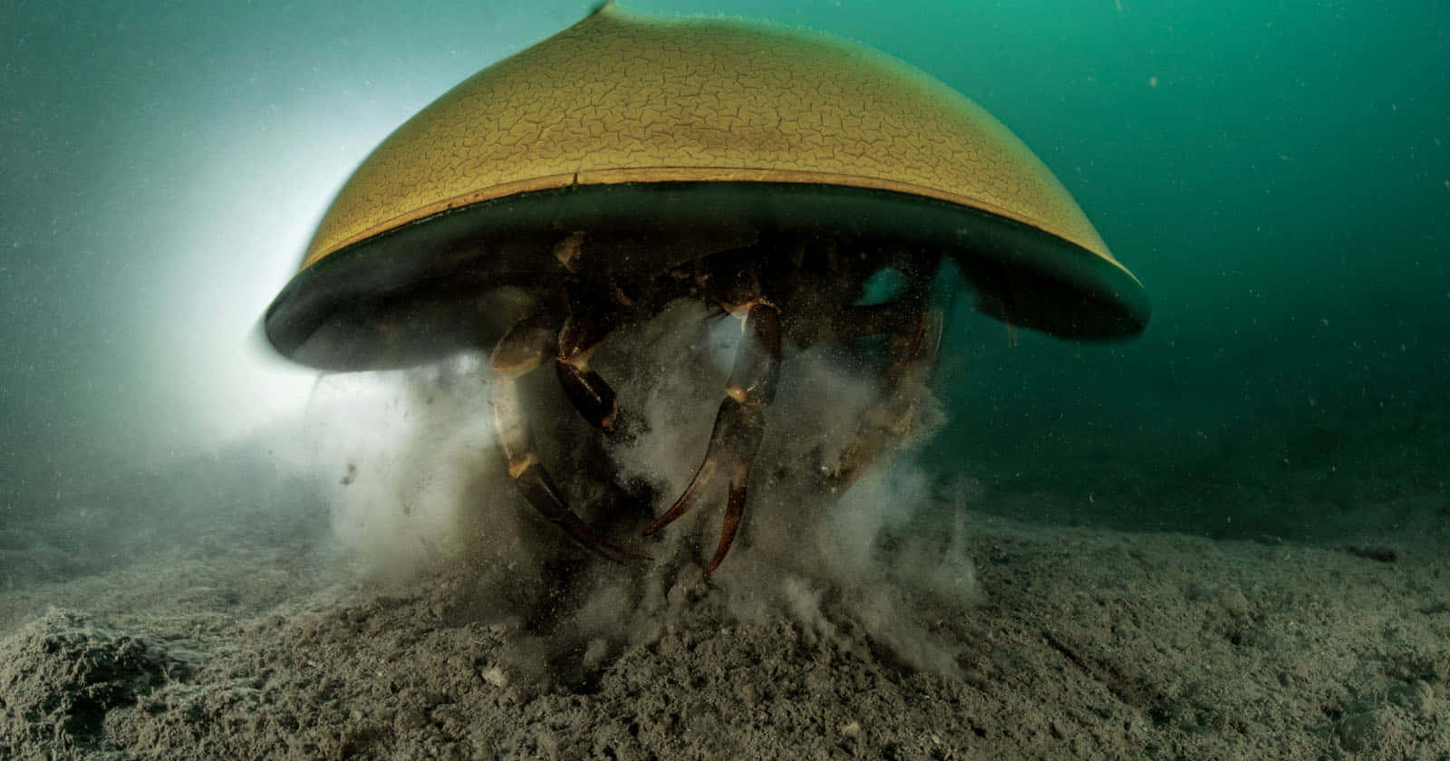 Horseshoe Crab, cracked golden shell, sandy ocean floor, HD Desktop Wallpaper
