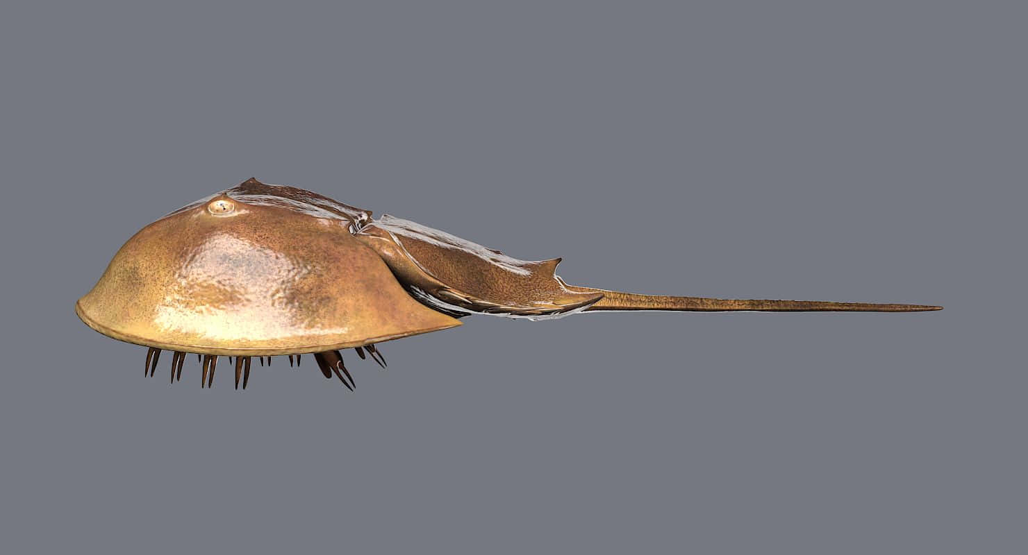 horseshoe crab, brown armored shell, spiky tail, HD Desktop Wallpaper