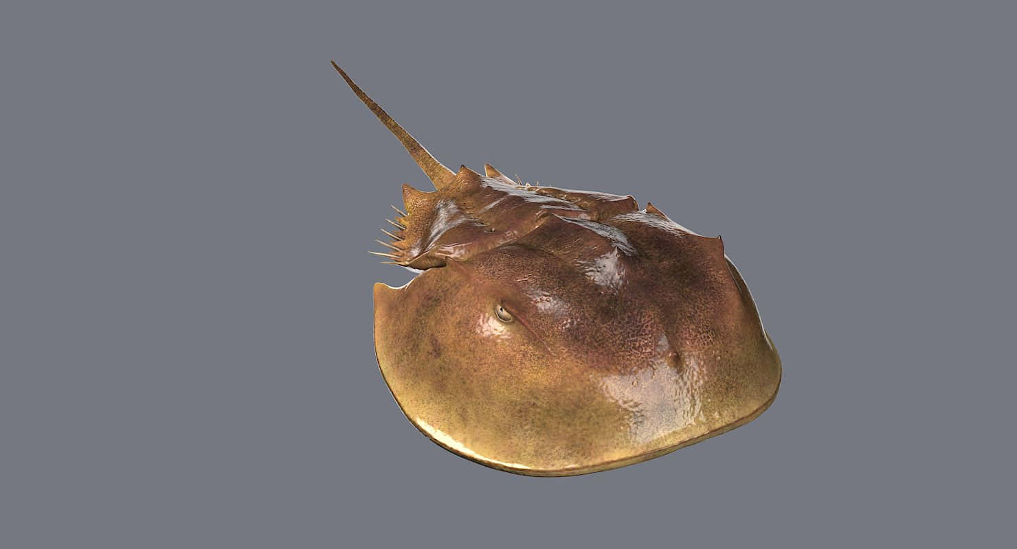 horseshoe crab, textured brown carapace, spiky tail, HD Desktop Wallpaper