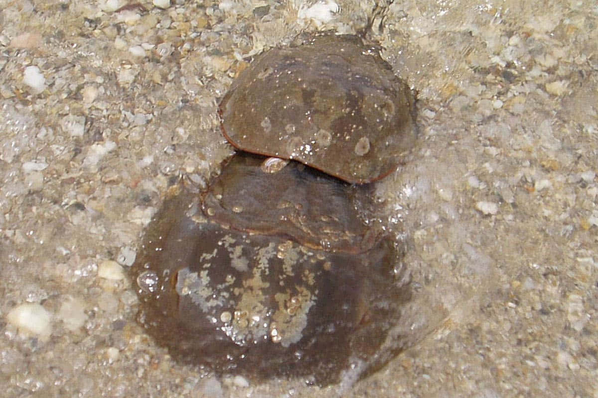 horseshoe crab, sandy shore, wet sandy gravel, SD Desktop Wallpaper