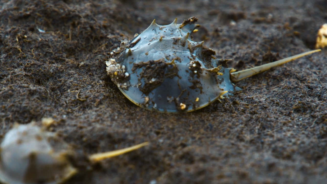 horseshoe crab, dark muddy ground, spiky carapace, HD Desktop Wallpaper