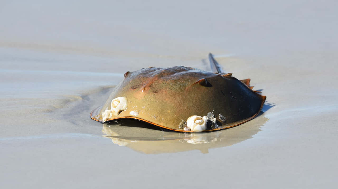 horseshoe crab, wet sand, low tide, HD Desktop Wallpaper
