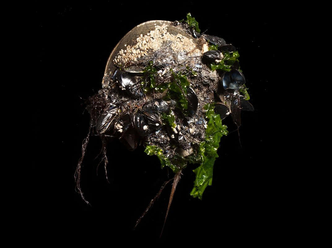 horseshoe crab, seashell, barnacles, SD Desktop Wallpaper