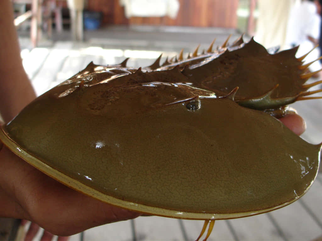 horseshoe crab, glossy brown carapace, spiky tail, SD Desktop Wallpaper
