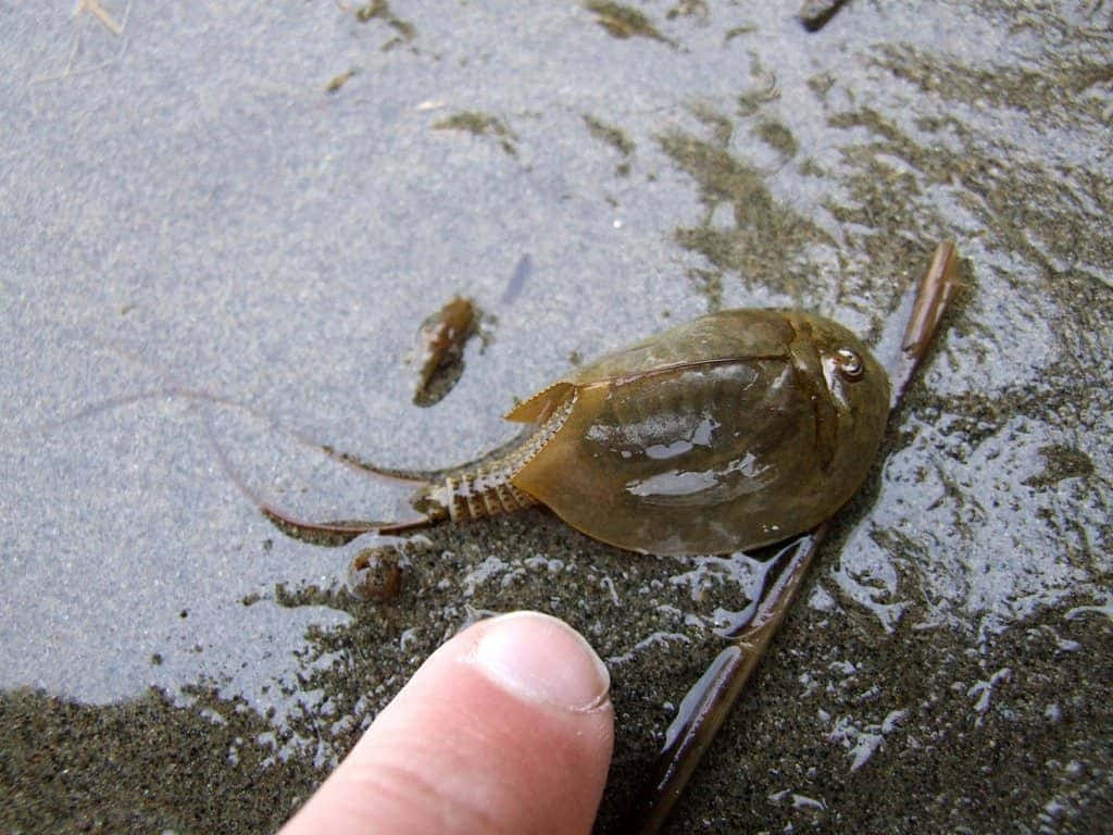 horseshoe crab, shoreline, wet sand, SD Desktop Wallpaper