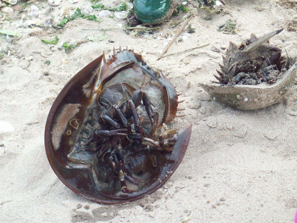 horseshoe crab, wet sand, broken shell, SD Desktop Wallpaper