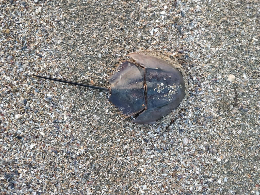 horseshoe crab, seashore, coarse gray sand, SD Desktop Wallpaper