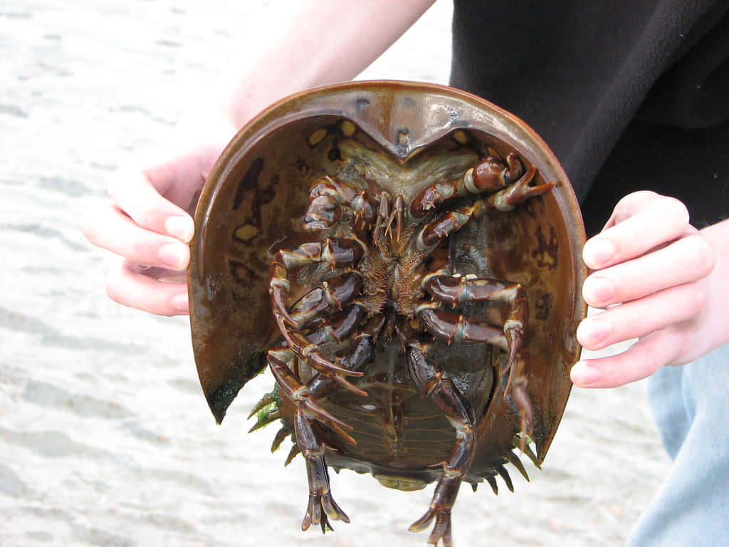 horseshoe crab, sandy beach, intricate internal anatomy, SD Desktop Wallpaper
