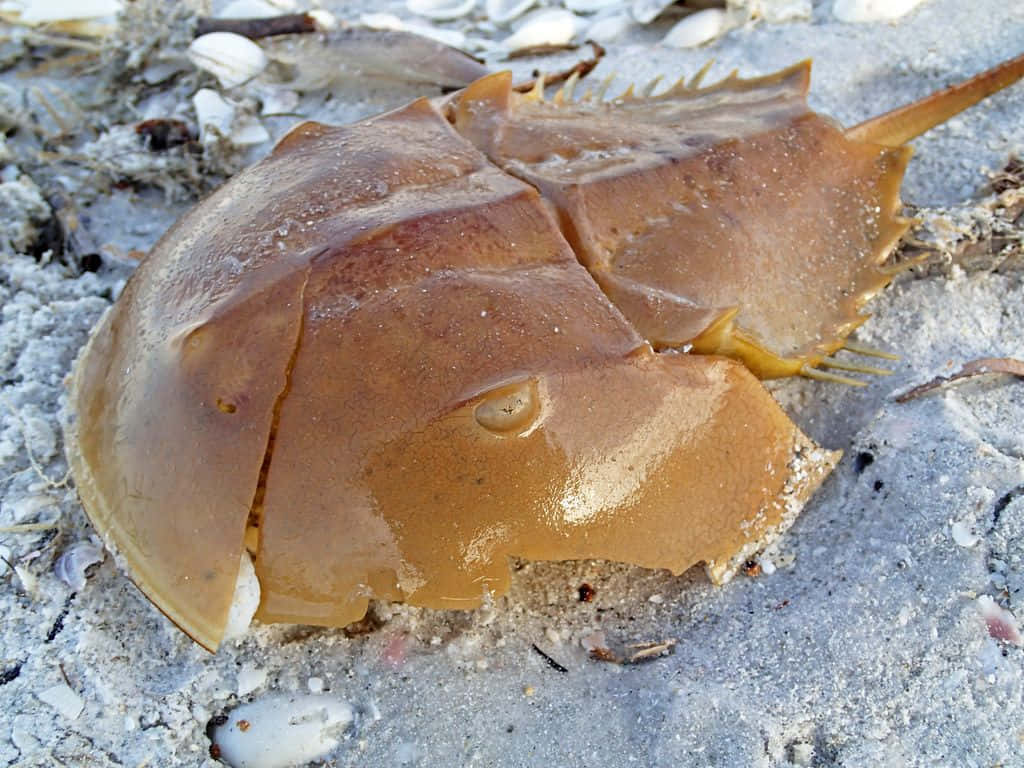 horseshoe crab, sandy beach, wet sand, SD Desktop Wallpaper