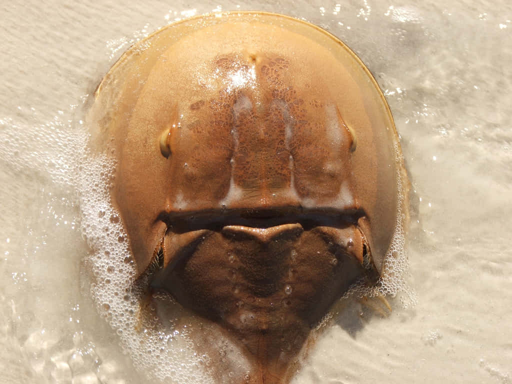 horseshoe crab, sandy shore, foamy shallow water, SD Desktop Wallpaper