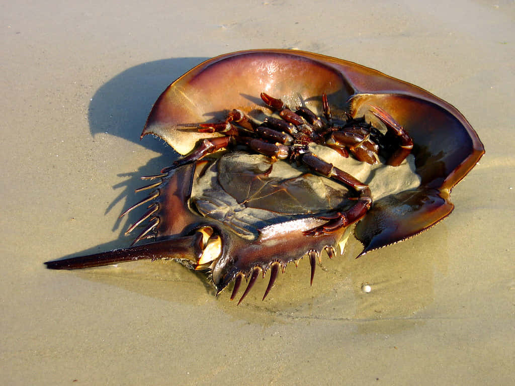 horseshoe crab, sandy shore, wet sand, SD Desktop Wallpaper