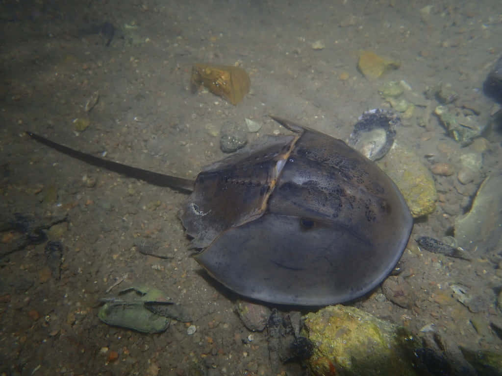 horseshoe crab, sandy riverbed, rocks, SD Desktop Wallpaper