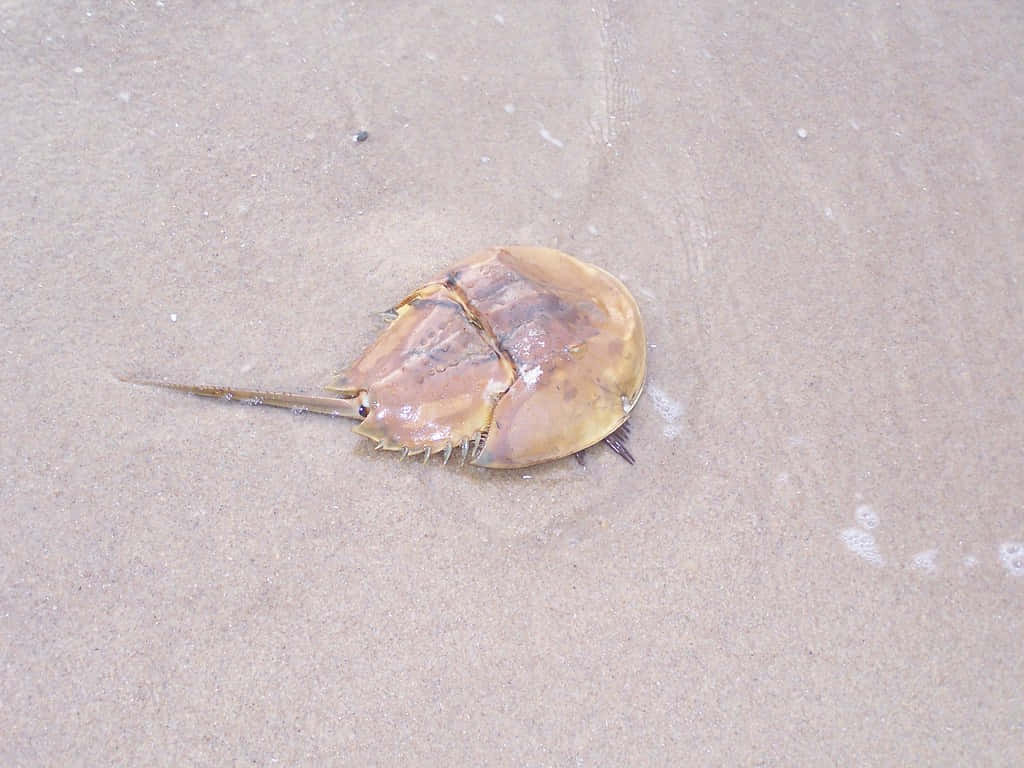 horseshoe crab, sandy beach, wet sandy beach, SD Desktop Wallpaper