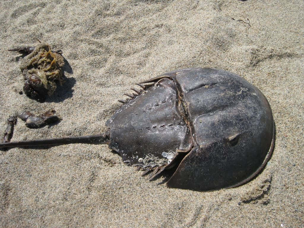horseshoe crab, sandy beach, sunlit sand, SD Desktop Wallpaper