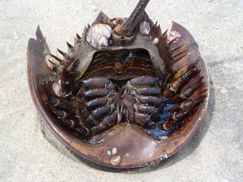 horseshoe crab, wet sand, segmented belly, SD Desktop Wallpaper