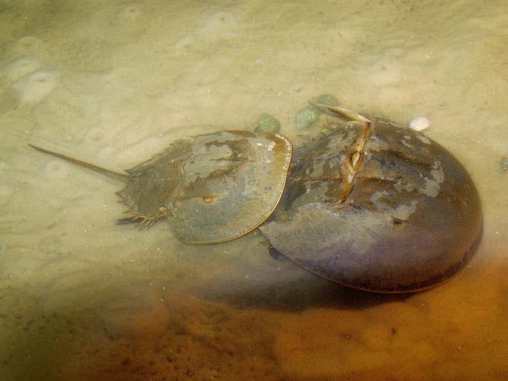 horseshoe crab, sandy ocean floor, shallow murky water, SD Desktop Wallpaper