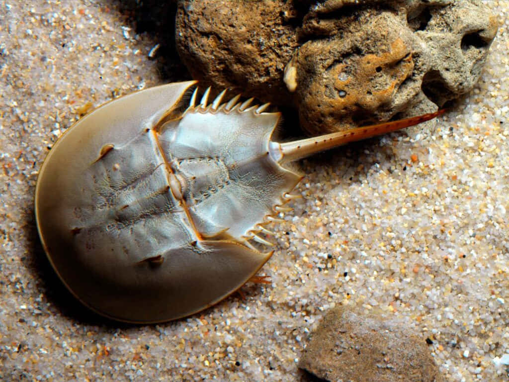 horseshoe crab, beach, sandy ocean floor, SD Desktop Wallpaper
