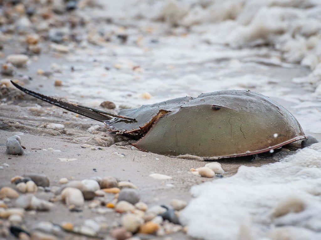 horseshoe crab, pebbled beach, gentle waves, SD Desktop Wallpaper