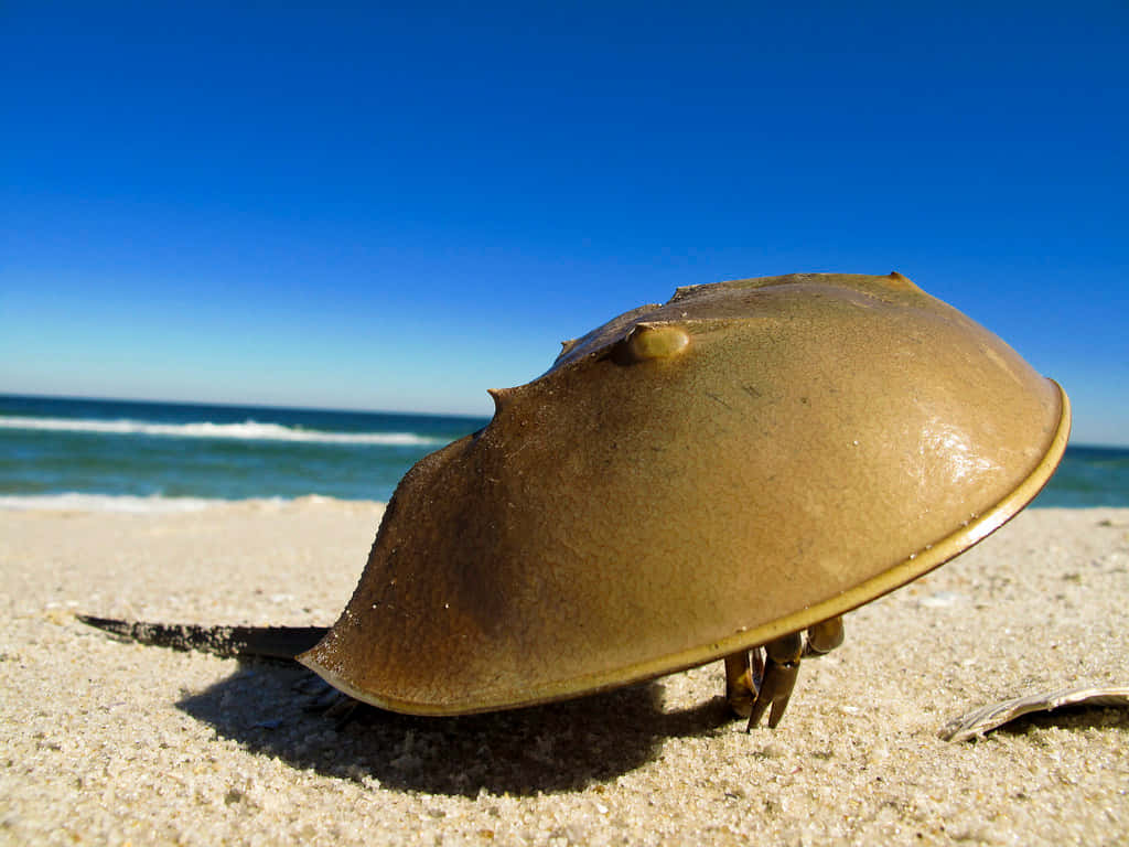 horseshoe crab, sandy beach, sunlit sand, SD Desktop Wallpaper