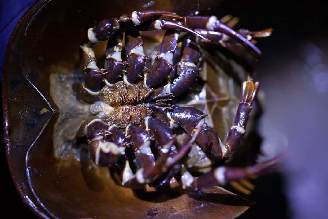 horseshoe crab, dark brown segmented shell, white-tipped claws, SD Desktop Wallpaper