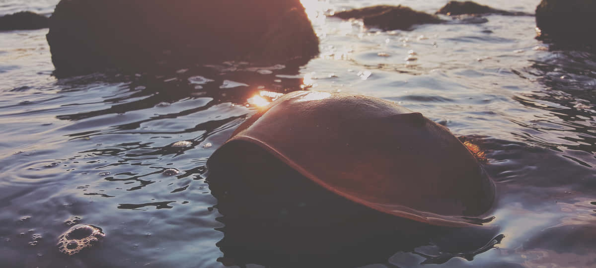 Horseshoe Crab, beach, golden hour, SD Desktop Wallpaper