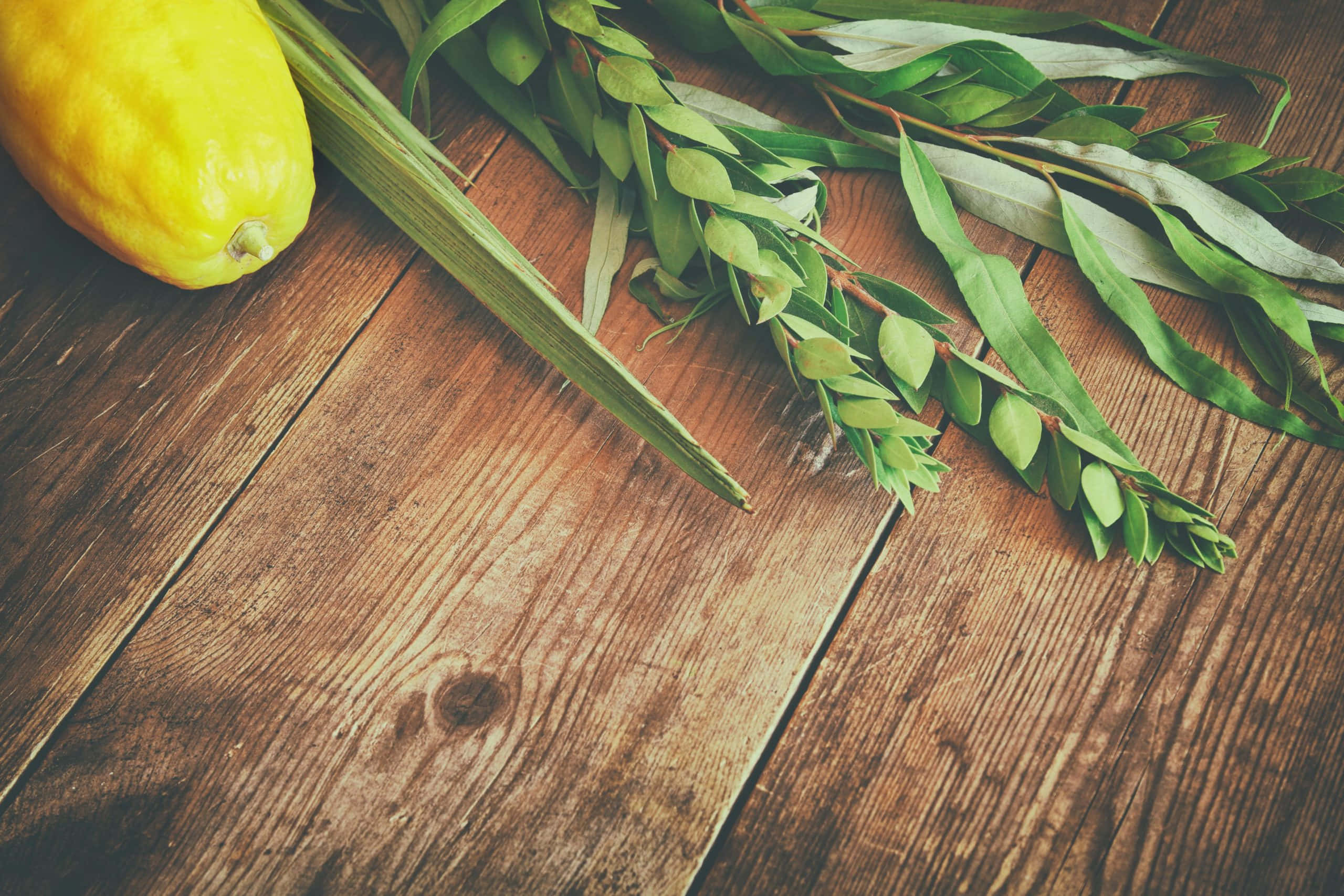 Hoshana Rabbah, yellow quince, green palm fronds, 2K Desktop Wallpaper