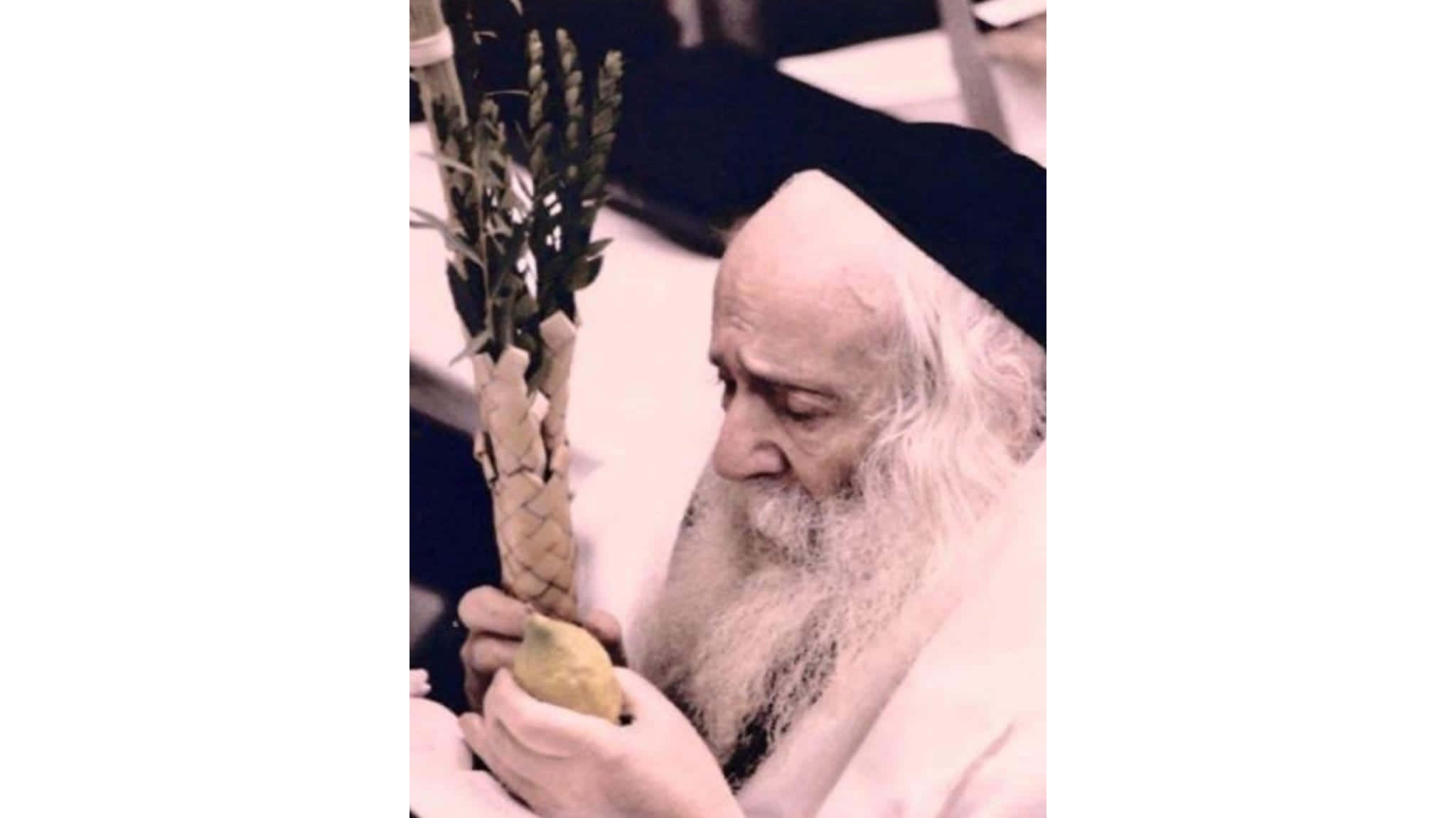Hoshana Rabbah, lulav, etrog, Full HD Desktop Wallpaper