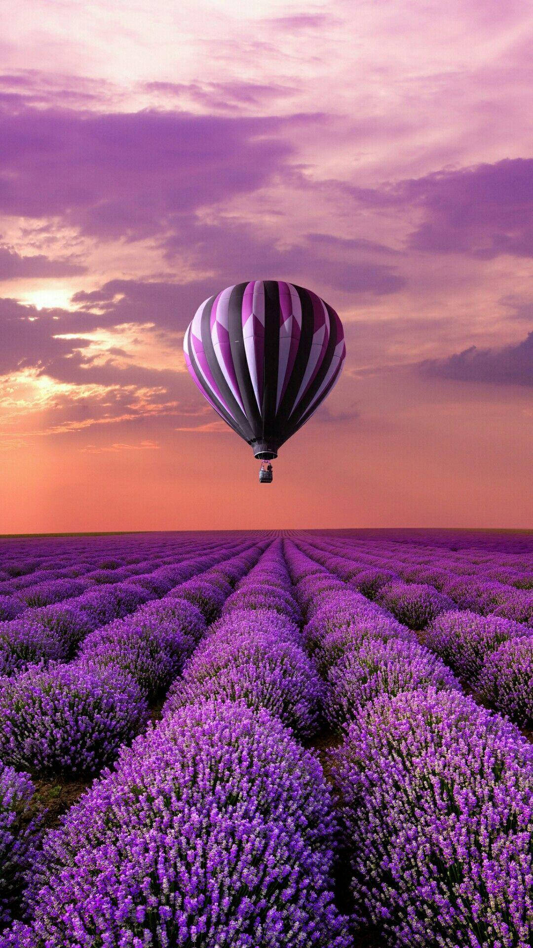 hot air balloon, purple and black stripes, endless rows of blooming lavender, Full HD Phone Wallpaper