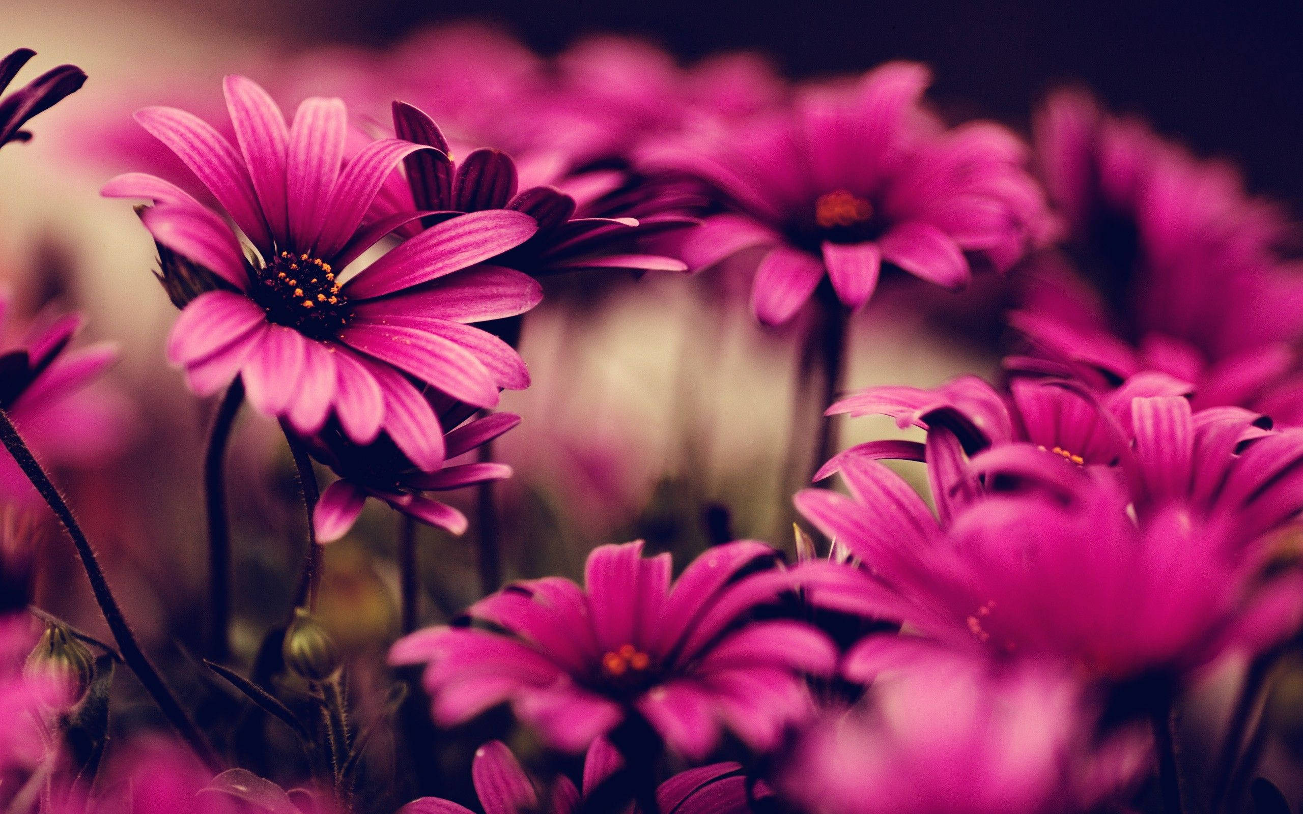 hot pink daisies, full bloom, deep magenta petals, 2K Desktop Wallpaper
