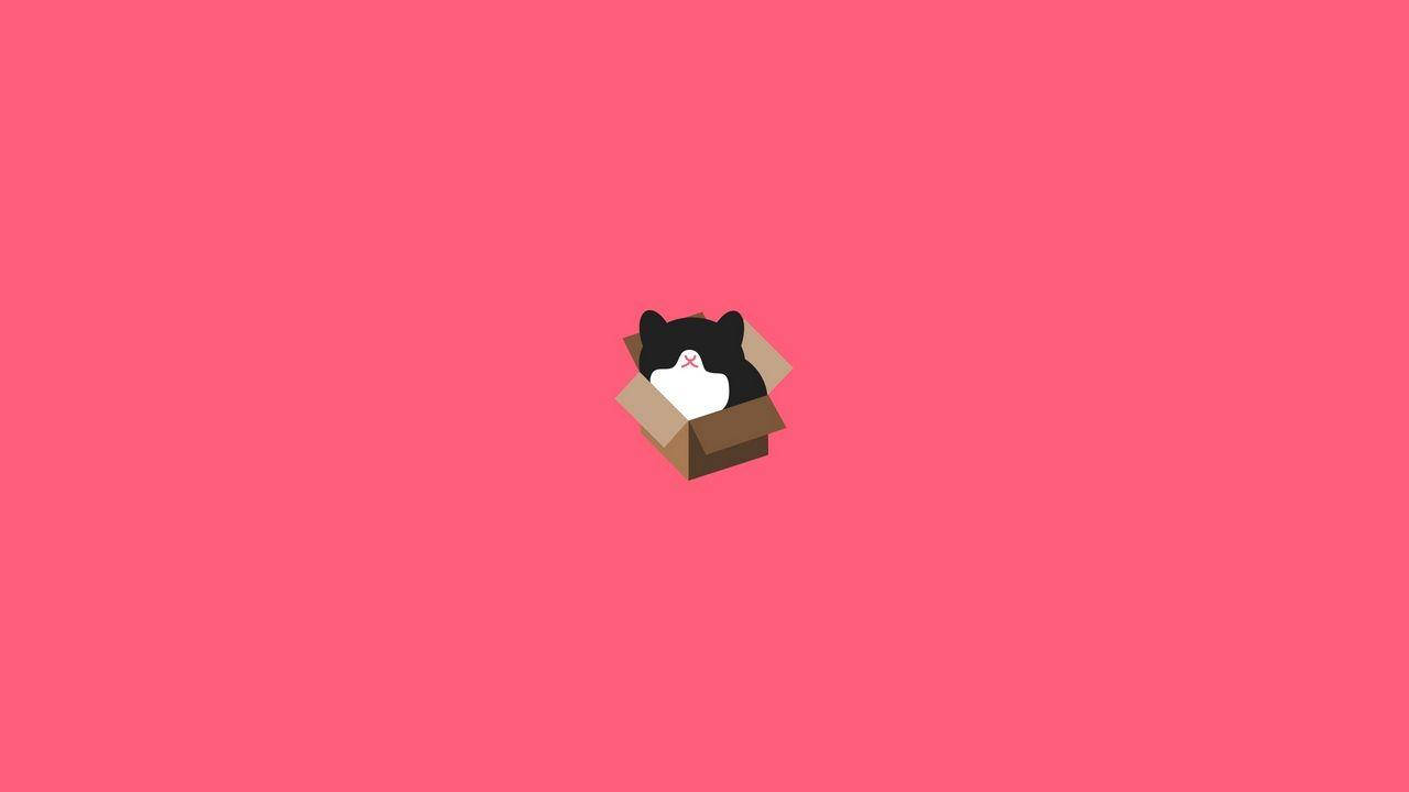 black and white cat, cardboard box, solid pink background, HD Desktop Wallpaper