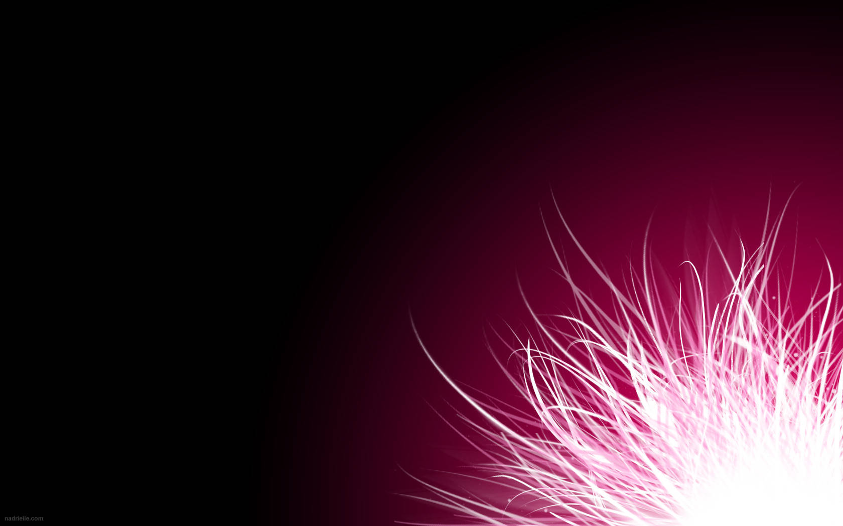 hot pink, glowing flower, white feather-like strands, HD Desktop Wallpaper