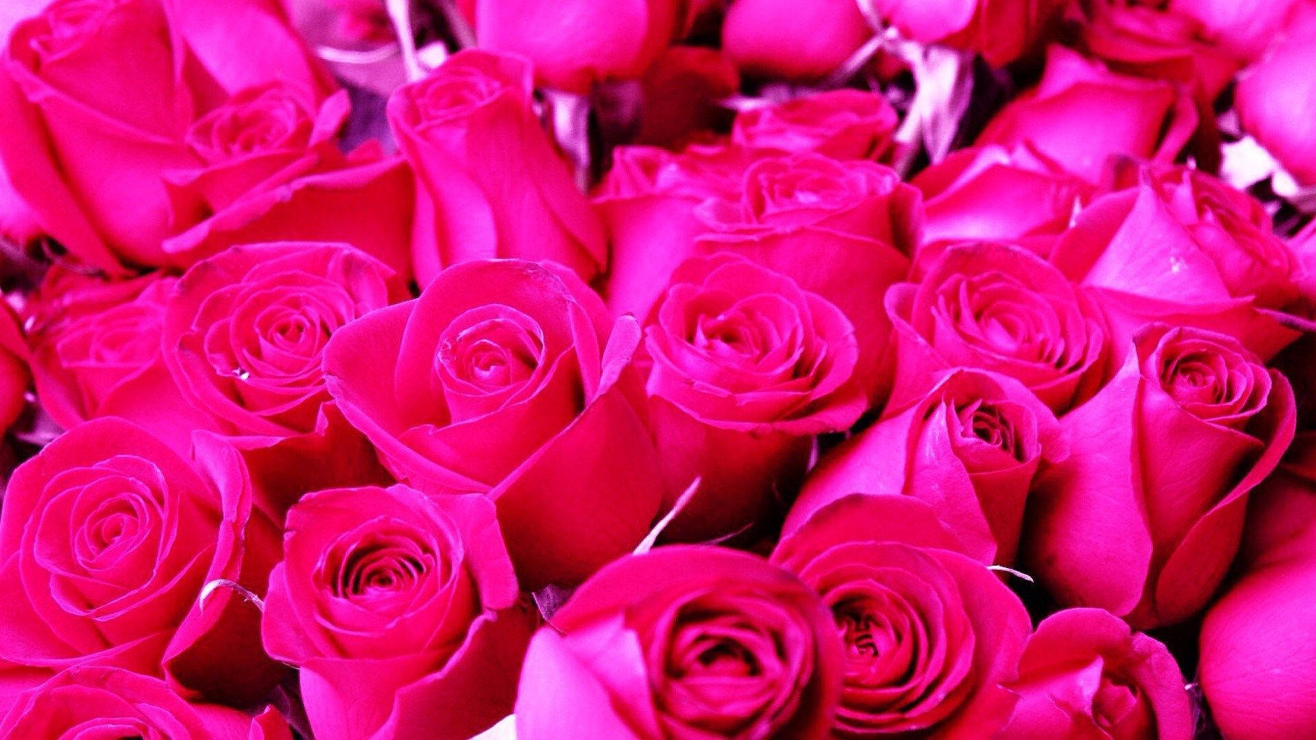 hot pink, lovely roses, vivid pink roses, Full HD Desktop Wallpaper