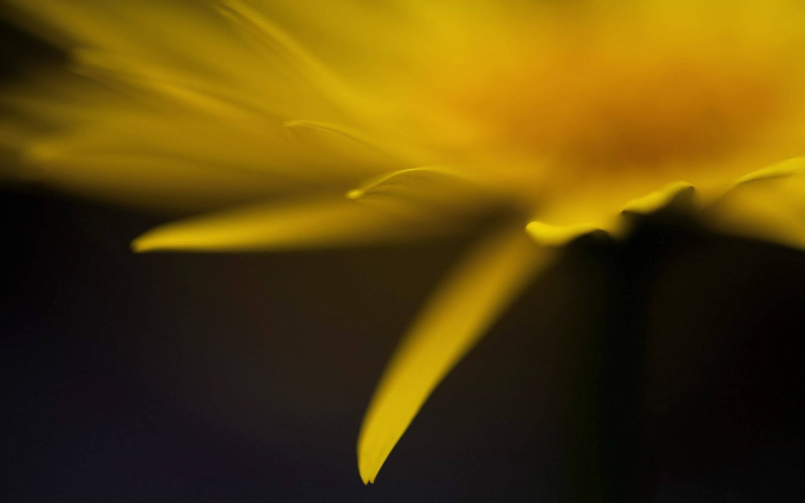 yellow flower, petal, dark background, 2K Desktop Wallpaper