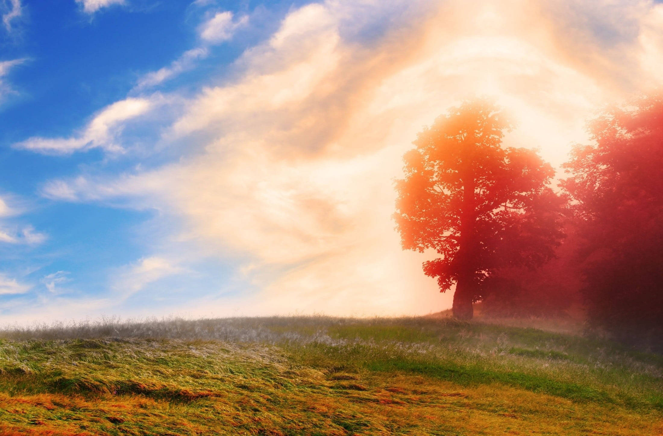 dreamy trees, field, sunset, Full HD Desktop Wallpaper