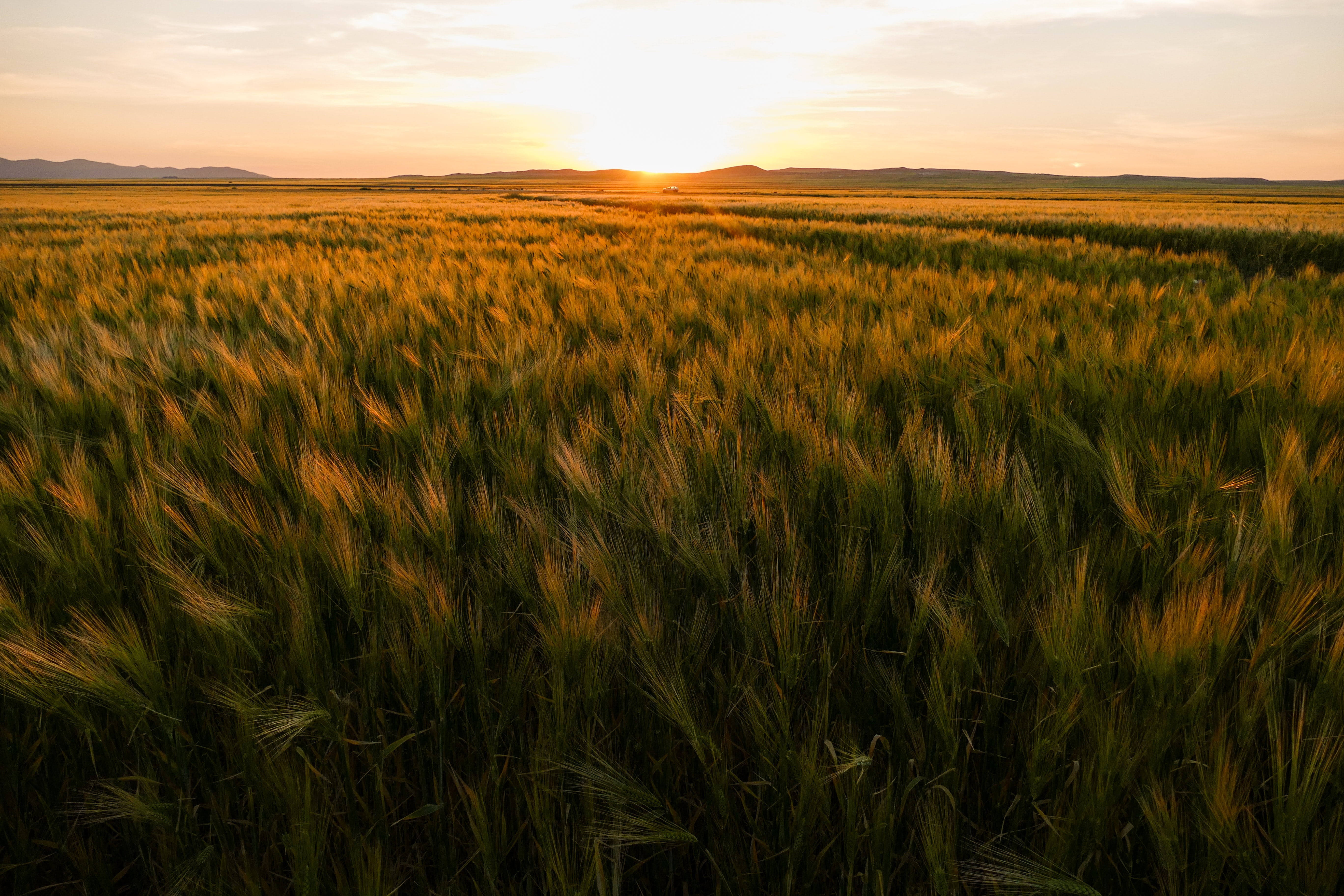 sunset, golden wheat field, warm sunset glow, 5K Desktop Wallpaper