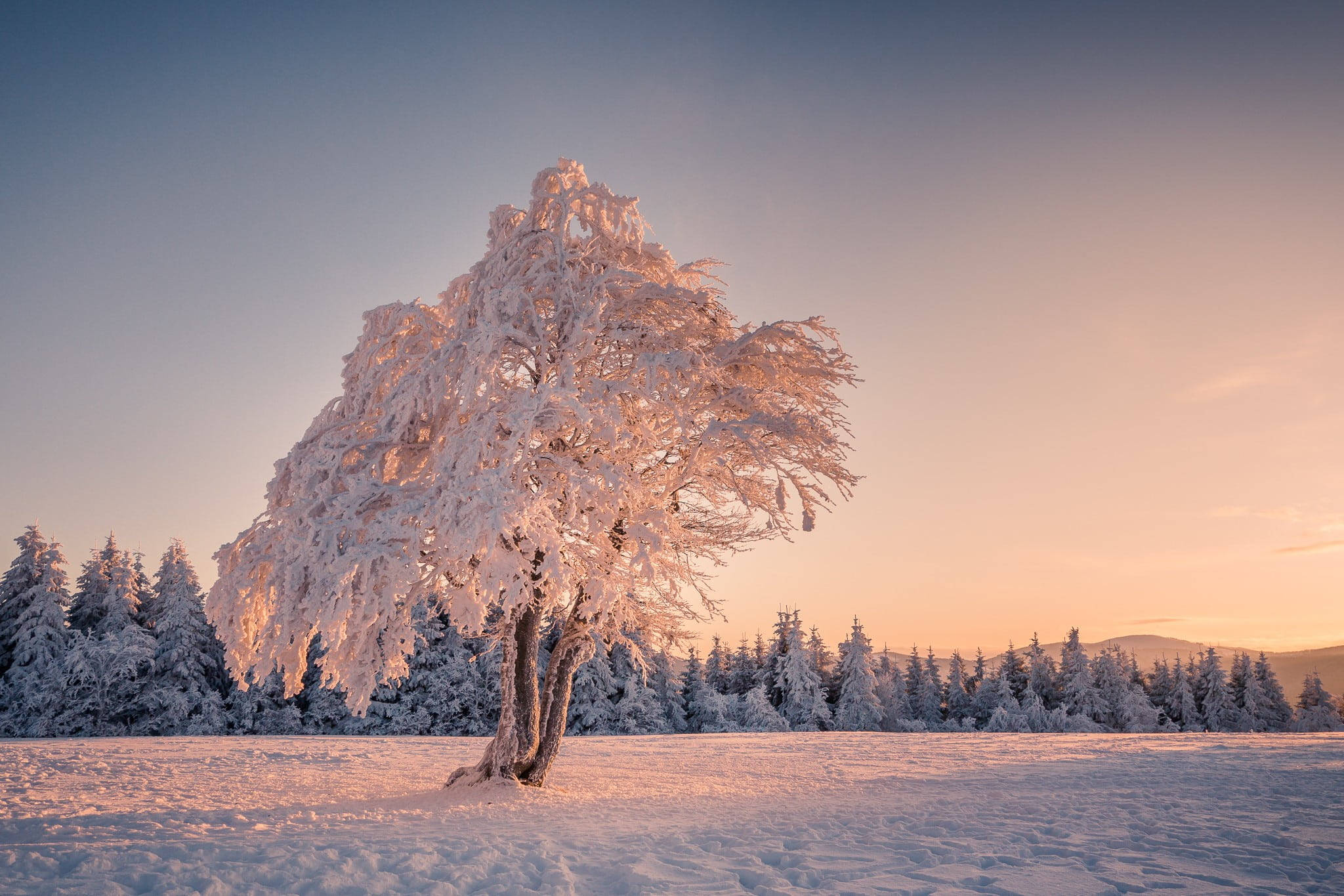 Snowy Tree Hotmail, frost-covered tree, sunrise, Full HD Desktop Wallpaper