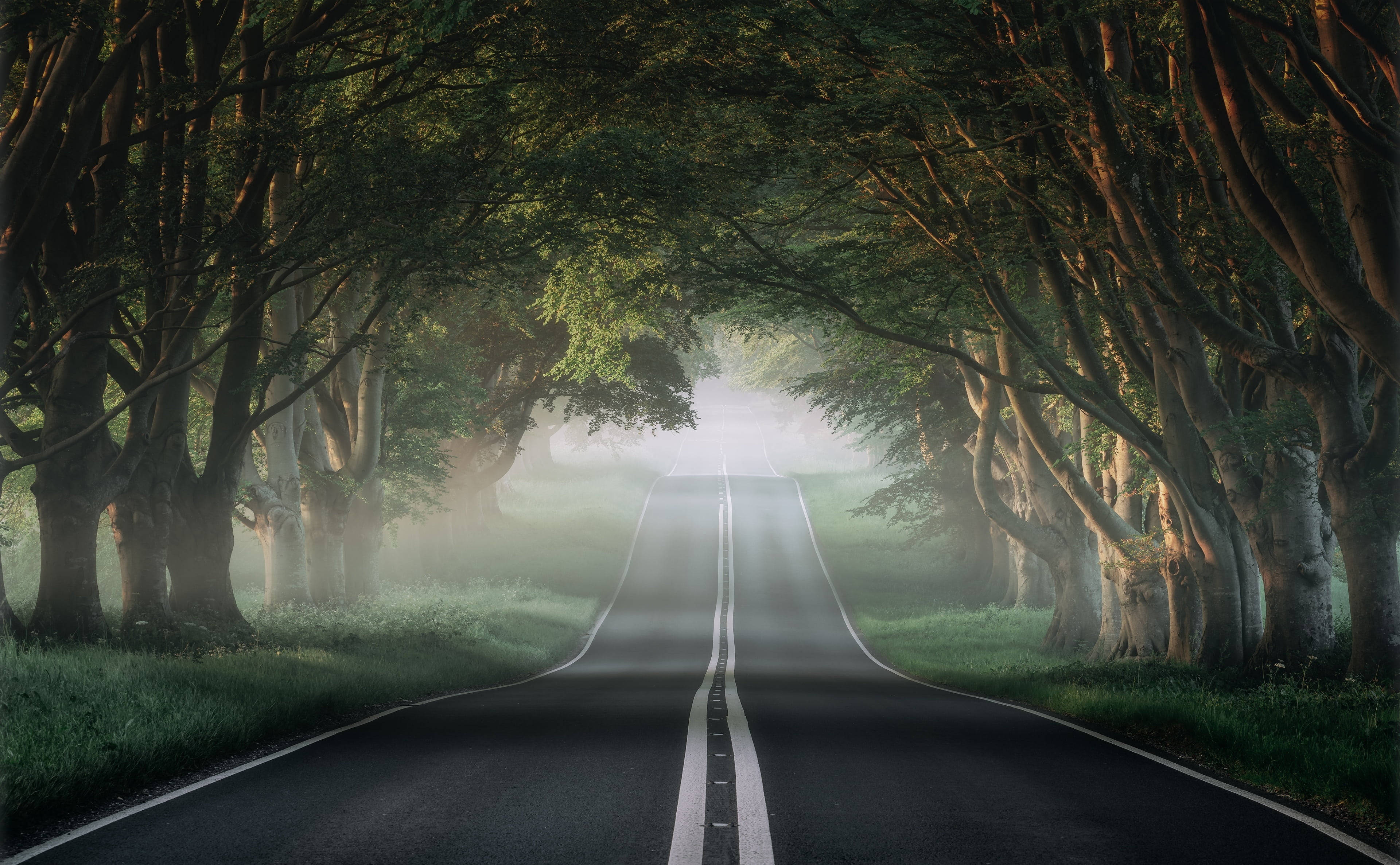 foggy road, trees, forest canopy, 4K Desktop Wallpaper